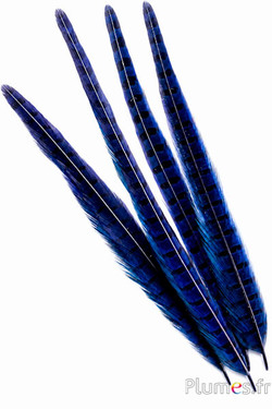 Fazant van Colchis - 35-45 cm - nachtblauw